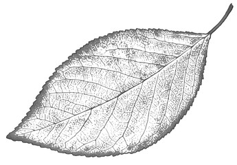 nature leaf Isolated - obrazy, fototapety, plakaty