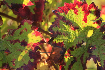 colorful wine leaf in vineyard