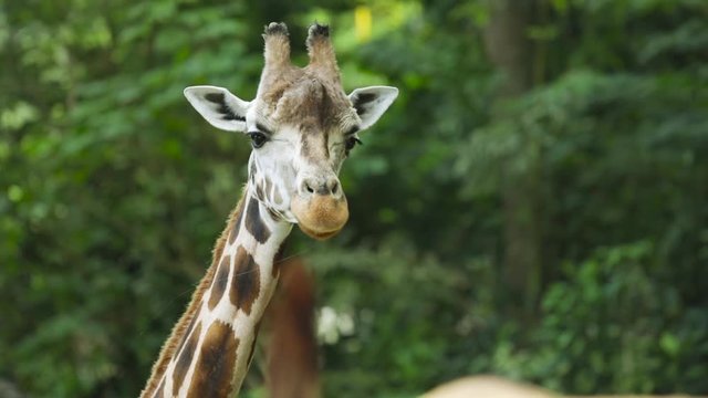 Closeup of giraffe looking at the camera in front of green trees. Giraffe is the tallest living animals in the world.