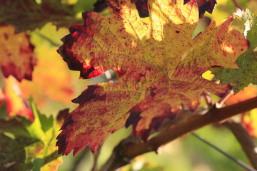 colorful wine leaf in vineyard