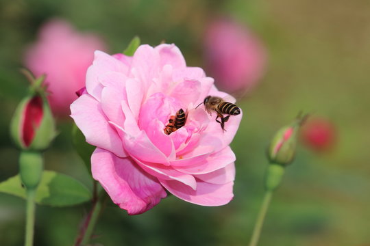 flower and insect