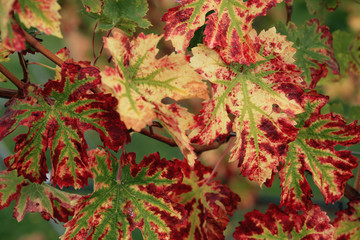 olorful wine leaf in vineyard