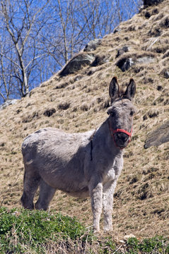 Hausesel im Tessin / Schweiz (Equus asinus asinus) - donkey / ass