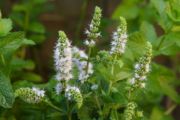 Flowering Mint