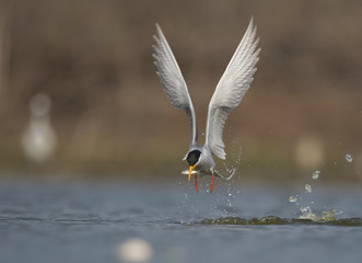 The River tern
