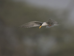 The River tern