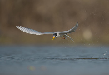 The River tern