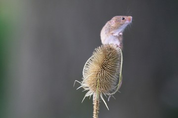 Harvest mouse on teazle