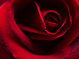 Top view and close-up image of beautiful blooming red rose flower, Selective focus and shallow DOF, Valentine day concept