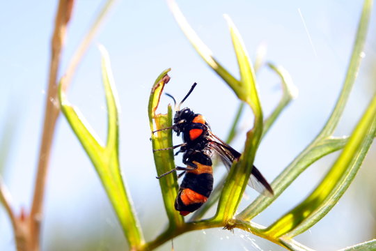 Potter Wasp Australia