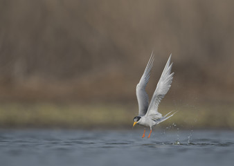 The River tern