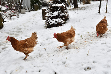 domestic chicken eating together on the grass farm in the winter