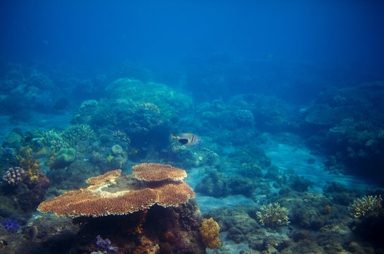 Fototapeta Underwater panorama of coral reef. Undersea landscape photo.