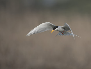 The River tern