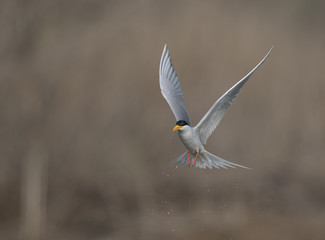The River tern