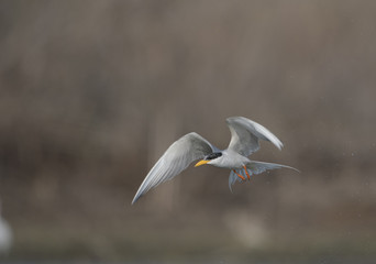 The River tern