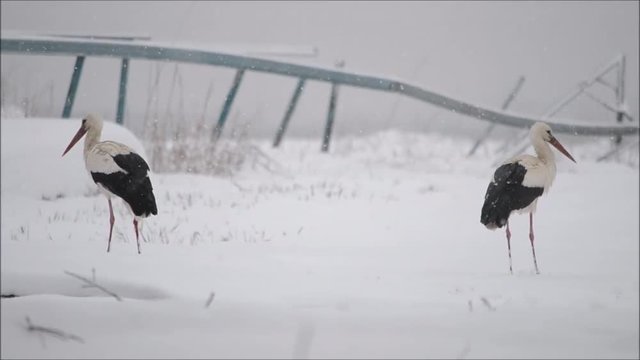 Two storks walking on snow