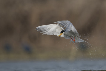 The River tern