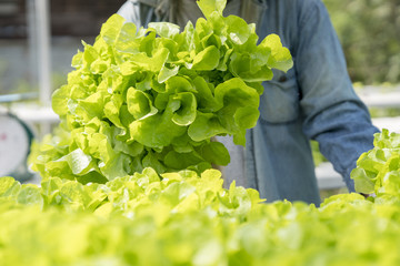 Agriculture is harvesting vegetables for sale at the market..Hydroponic vegettable concept.