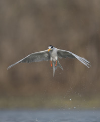 The River tern
