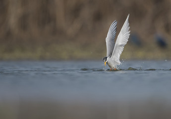 The River tern