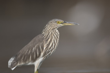 Indian pond heron