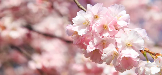 Tableaux ronds sur aluminium brossé Fleur de cerisier Kirschblüte