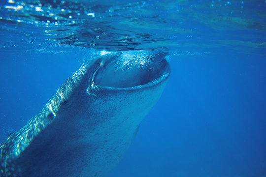 Whale shark feeding underwater photo. Whale shark head closeup by sea surface.