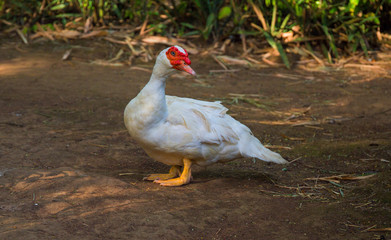 White goose on ground. Cute fat goose looking into photo camera.