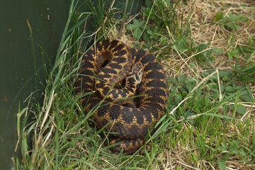 adder in grass, female