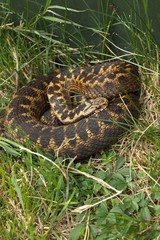 adder in grass, female