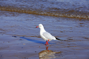 A seagull, close-up