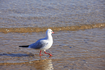 A seagull, close-up
