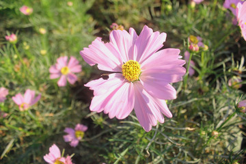 Living flowers Pink.