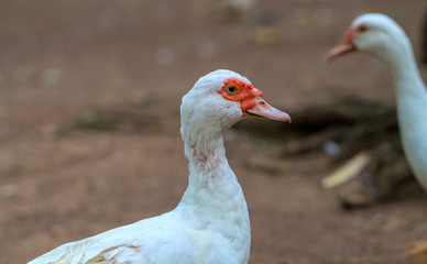 White goose head closeup. Cute fat goose looking into photo camera.