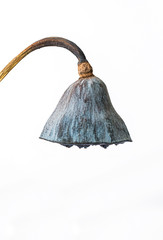 Dried Lotus Seed Pod, Lotus seed pot (lian zi) - The lotus seeds are used extensively in traditional Chinese medicine, desserts.