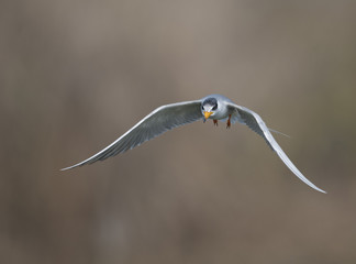 The River tern