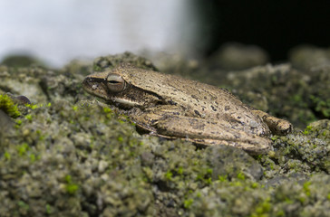 Tropical frog on stone macrophoto. Baby frog with wet skin closeup.