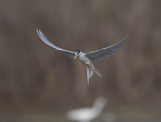 Fototapeta premium The River tern