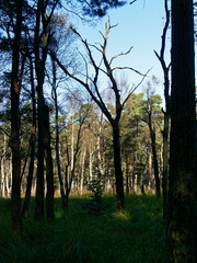 Obraz premium Darßer Weststrand, Nationalpark Vorpommersche Boddenlandschaft, Mecklenburg Vorpommern, Deutschland