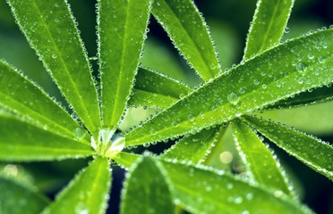 Fototapeta na wymiar drops on the leaves of lupine after rain