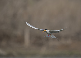 The River tern