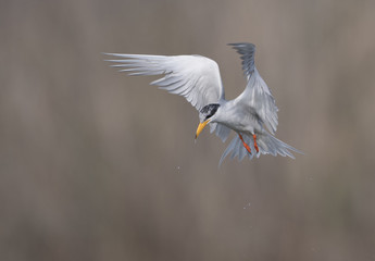 The River tern
