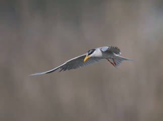 The River tern