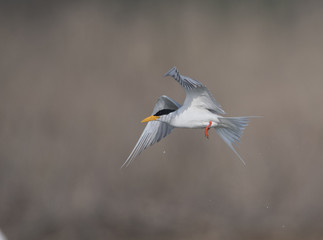 The River tern