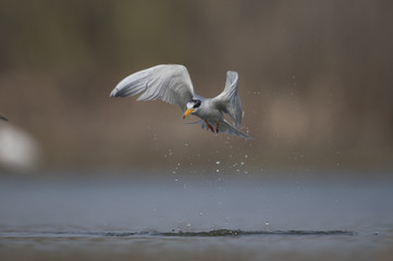The River tern