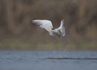 The River tern after dive for fish