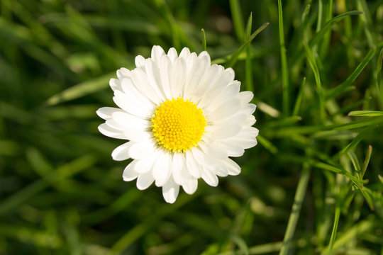 Close up photo of beautiful daisy flower.