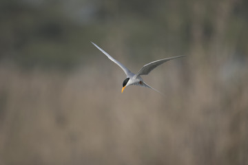 The River tern