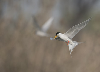 The River tern